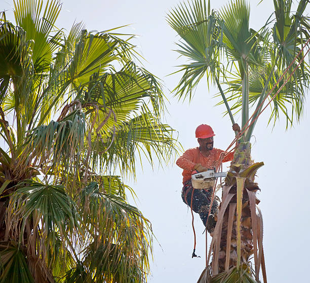 Reliable Brightwaters, NY Tree Services Solutions